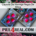 Cápsula De Hormiga Negra De África 15